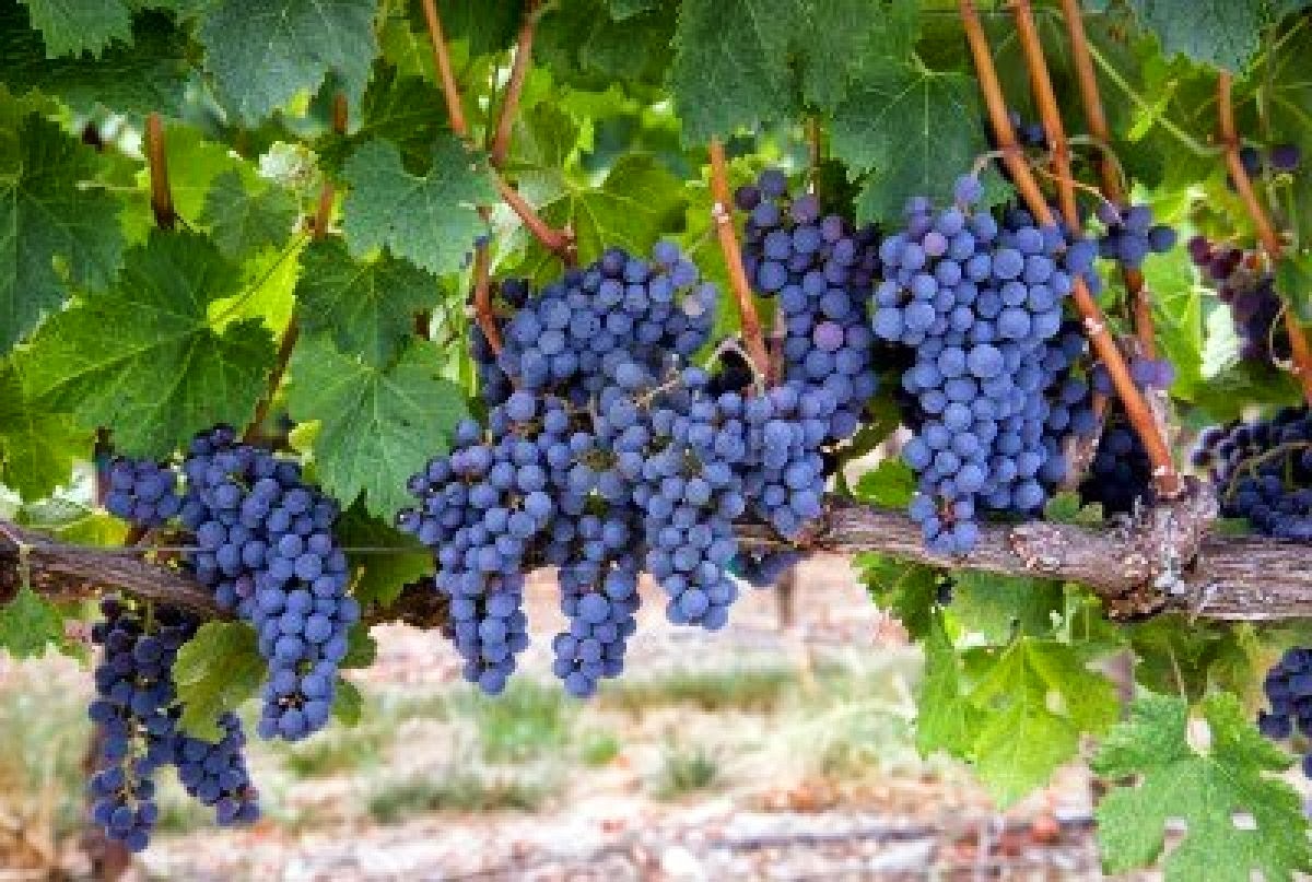 Mission, Jesus Style Cultivating Fruit on the Vine part 2