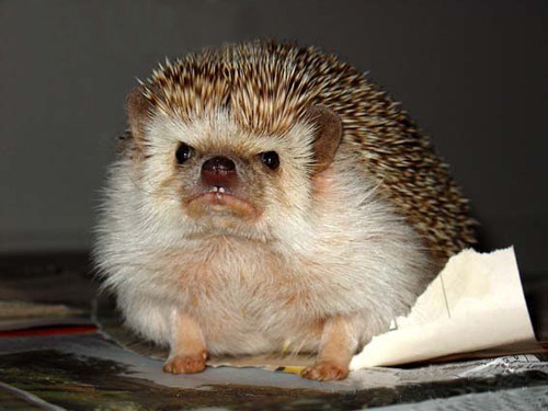 image: angry-hedgehog