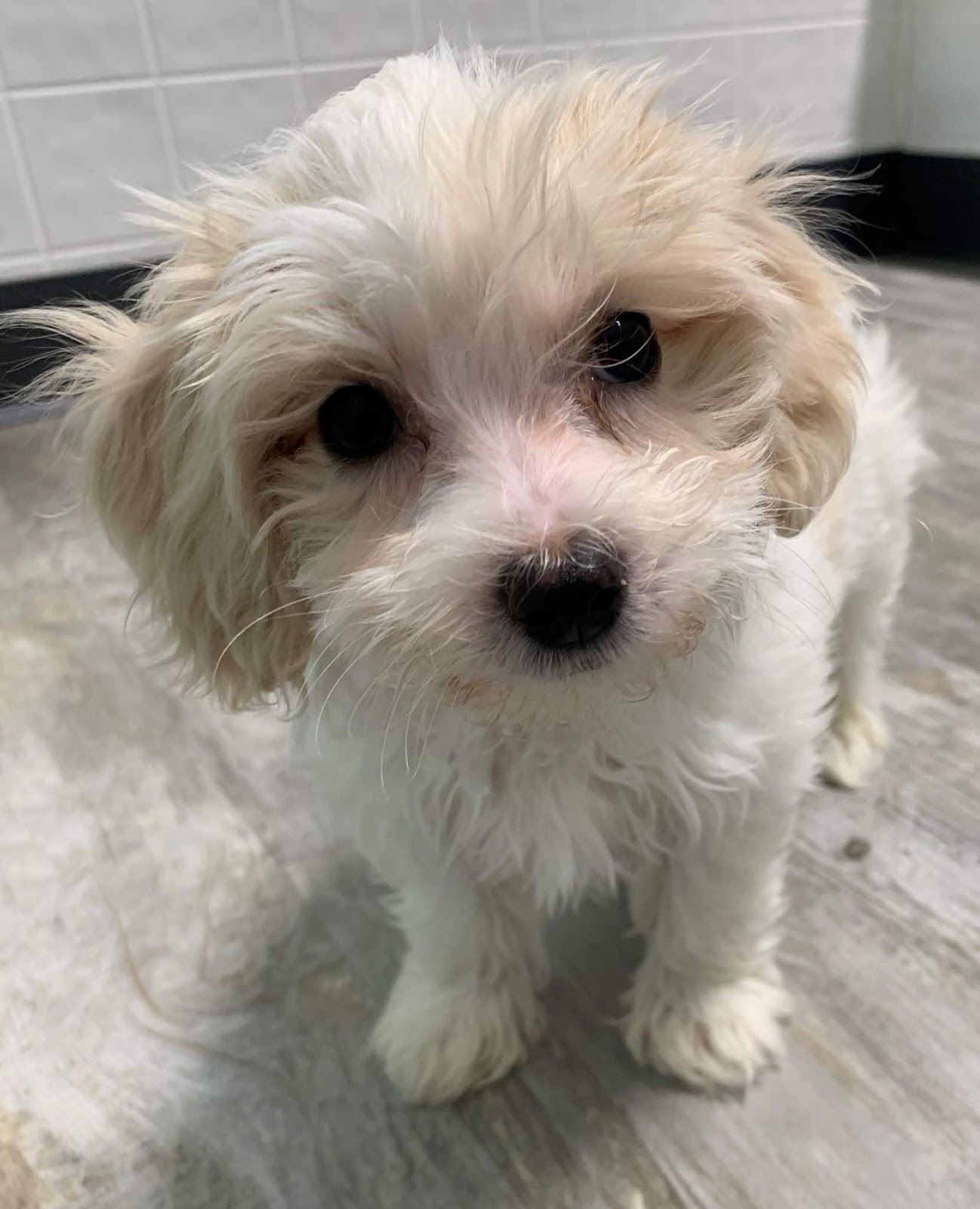 b c kennels maltese