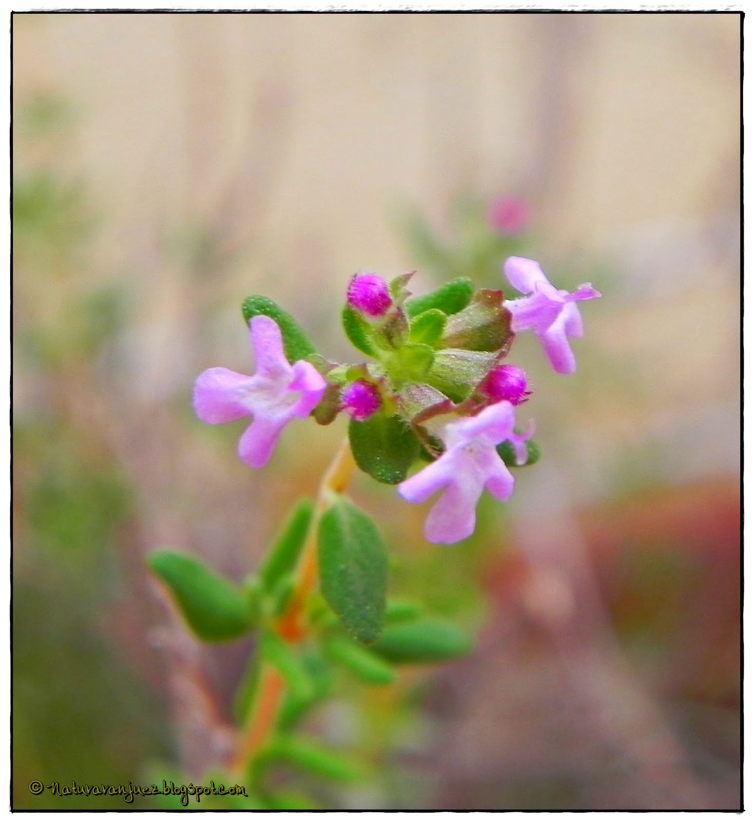 NaturAranjuez: abril 2011
