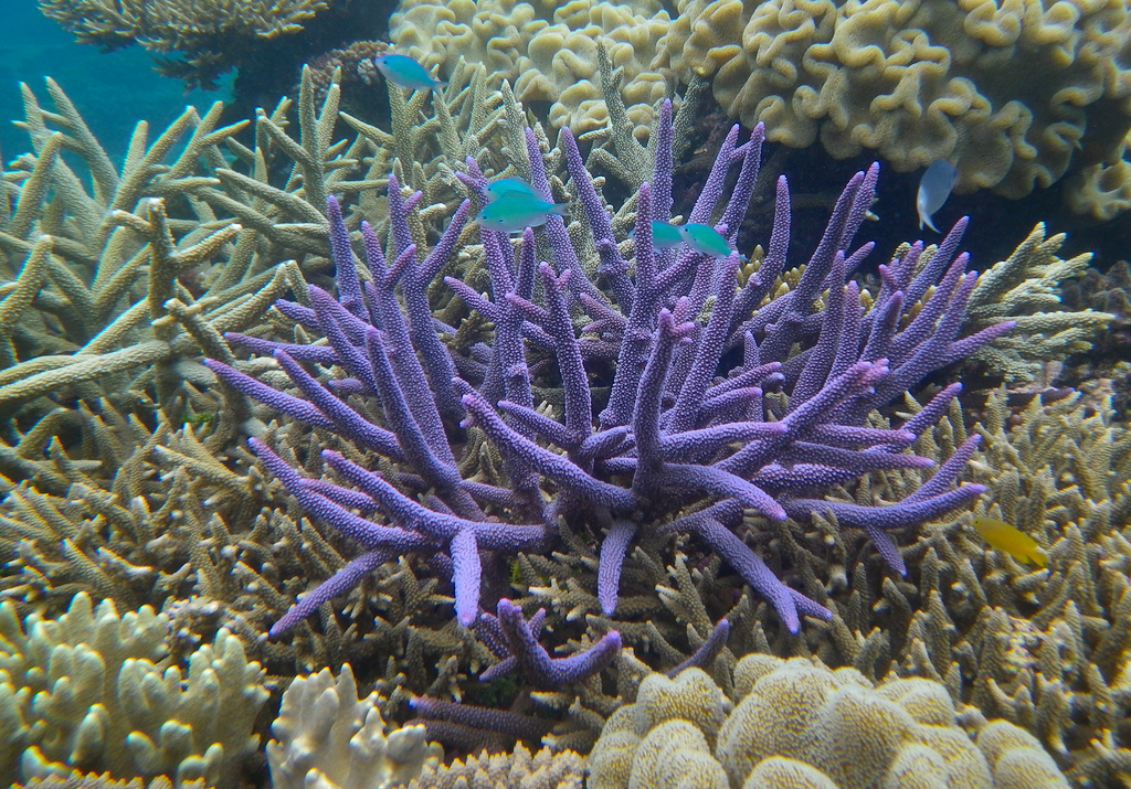 Corals, Jellyfish and Sea Anemones