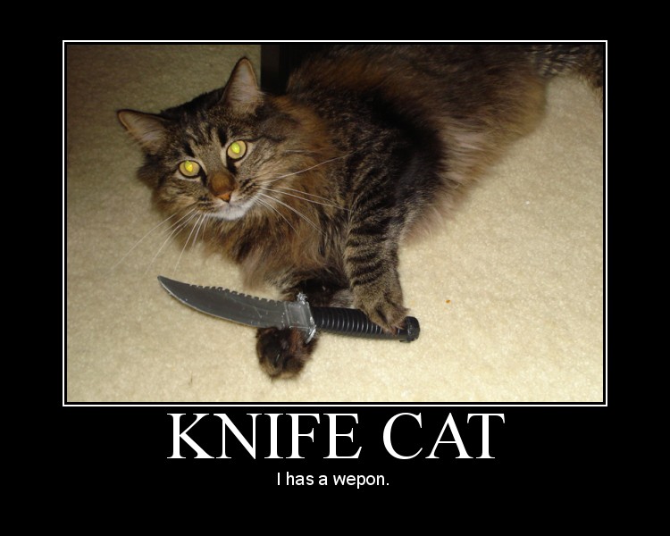 Cat, knife, kat, cat with a knife, yellow, cool, anime, cartoon, manga, hq,...