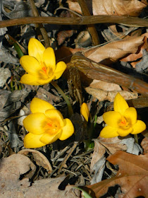 Yellow crocus spring blooms Toronto Botanical Garden by garden muses-not another Toronto gardening blog
