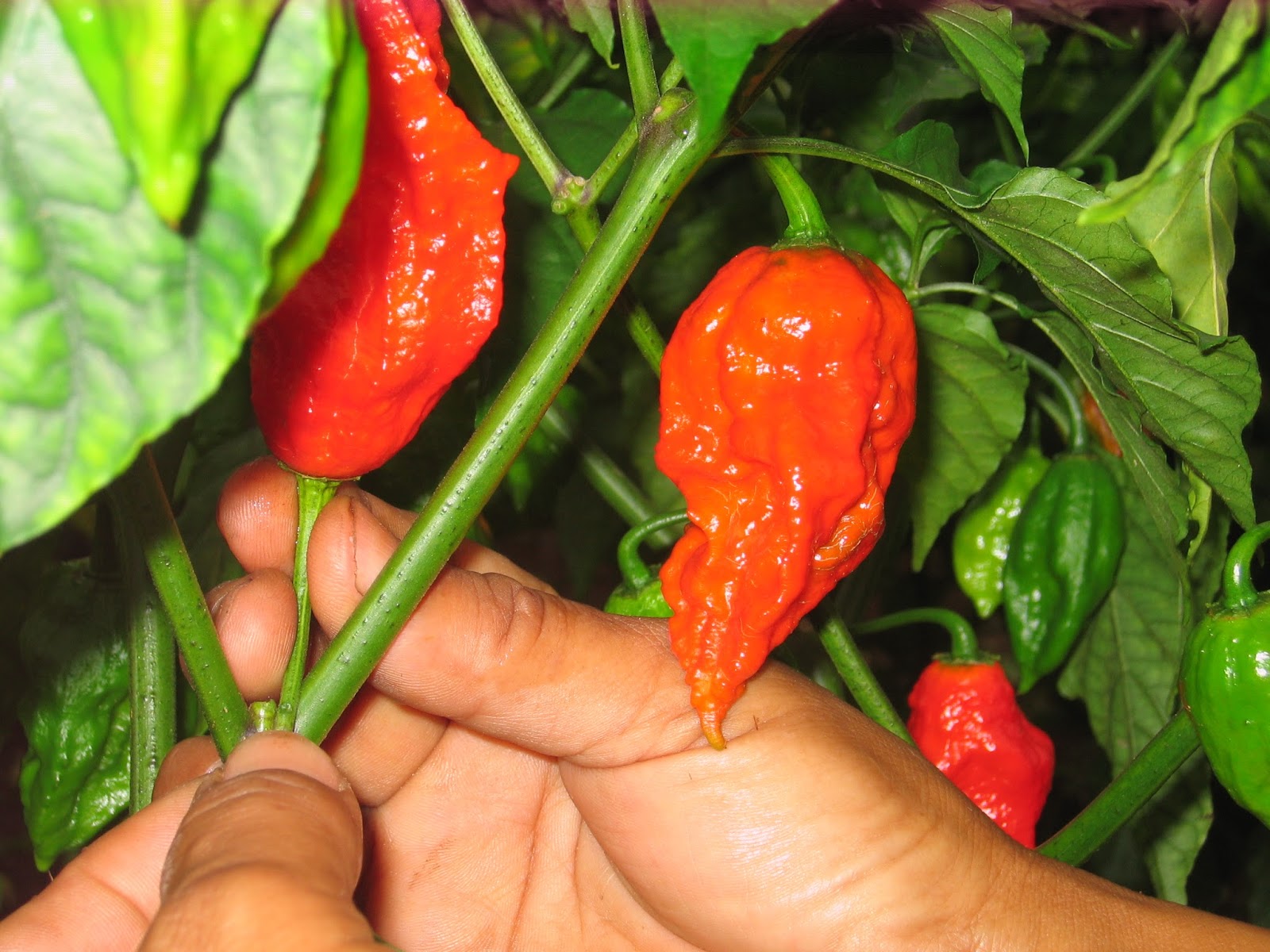 Naga King chilli