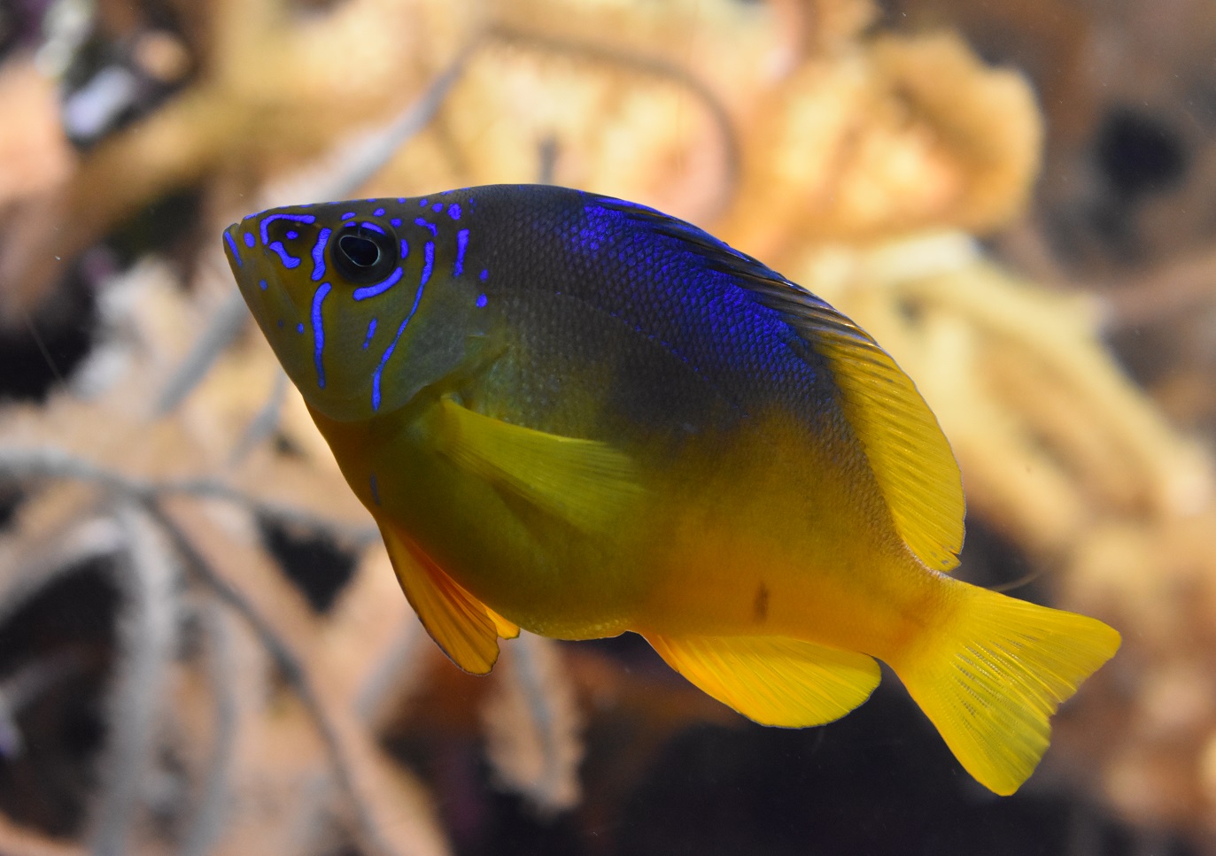 ZOOTOGRAFIANDO (6.100 ANIMALS) HAMLET DE VIENTRE AMARILLO