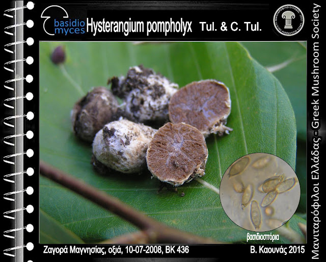 Hysterangium pompholyx Tul. & C. Tul.