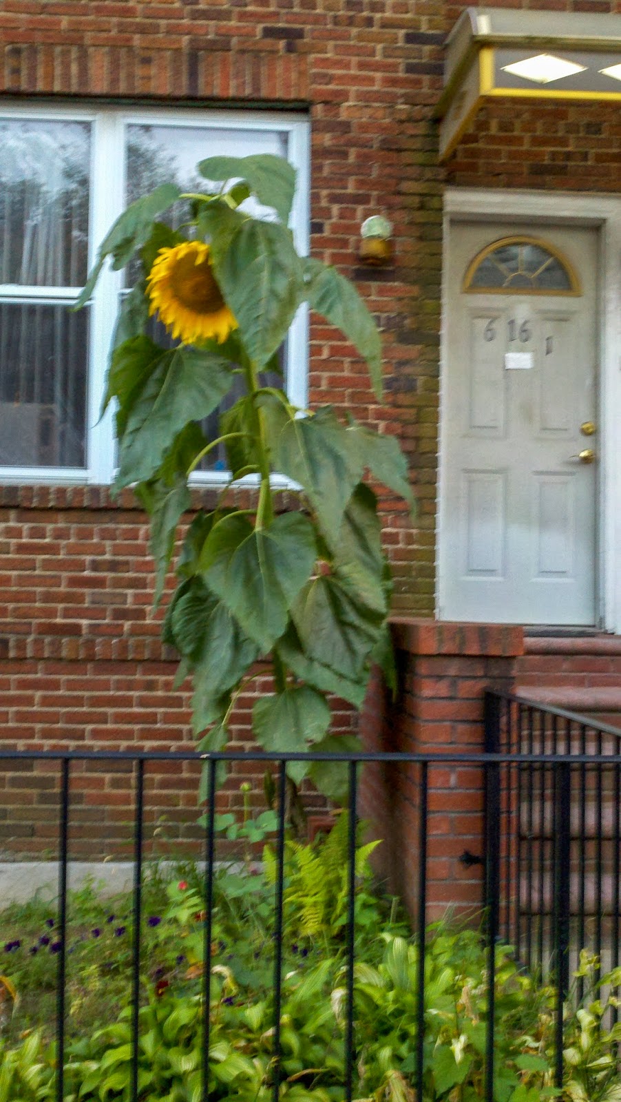 Brooklyn, sunflower