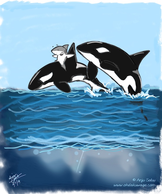 &ldquo;Oh, Dakuwaqa!&rdquo; - The Shark comics and cartoons: Orca rider