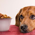 Πως να επιλέξετε την τροφή του σκύλου σας:  Όσα χρειάζεται να γνωρίζετε.