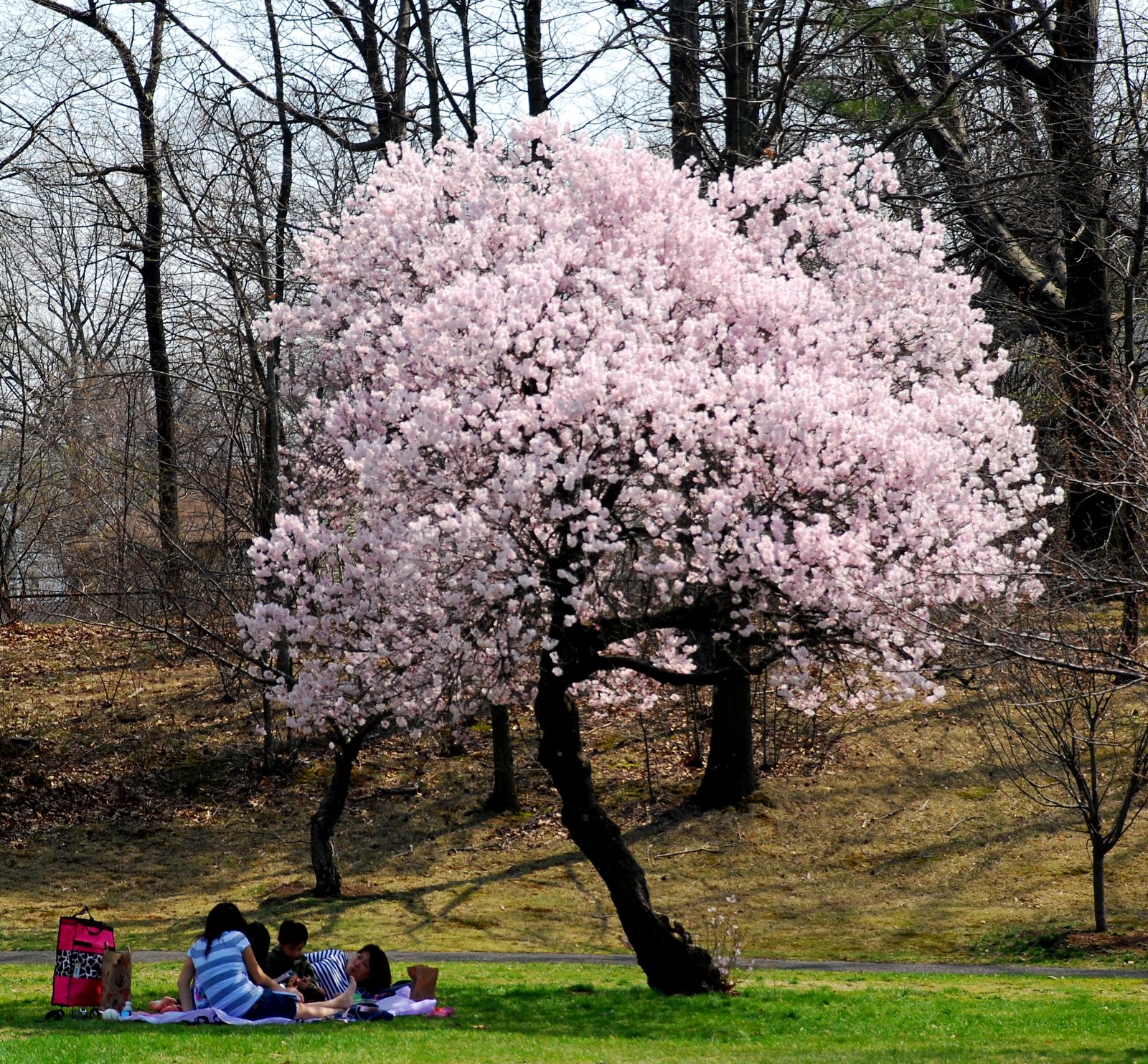 A Room With Another View Cherry Blossoms Branch Brook Park, Newark NJ