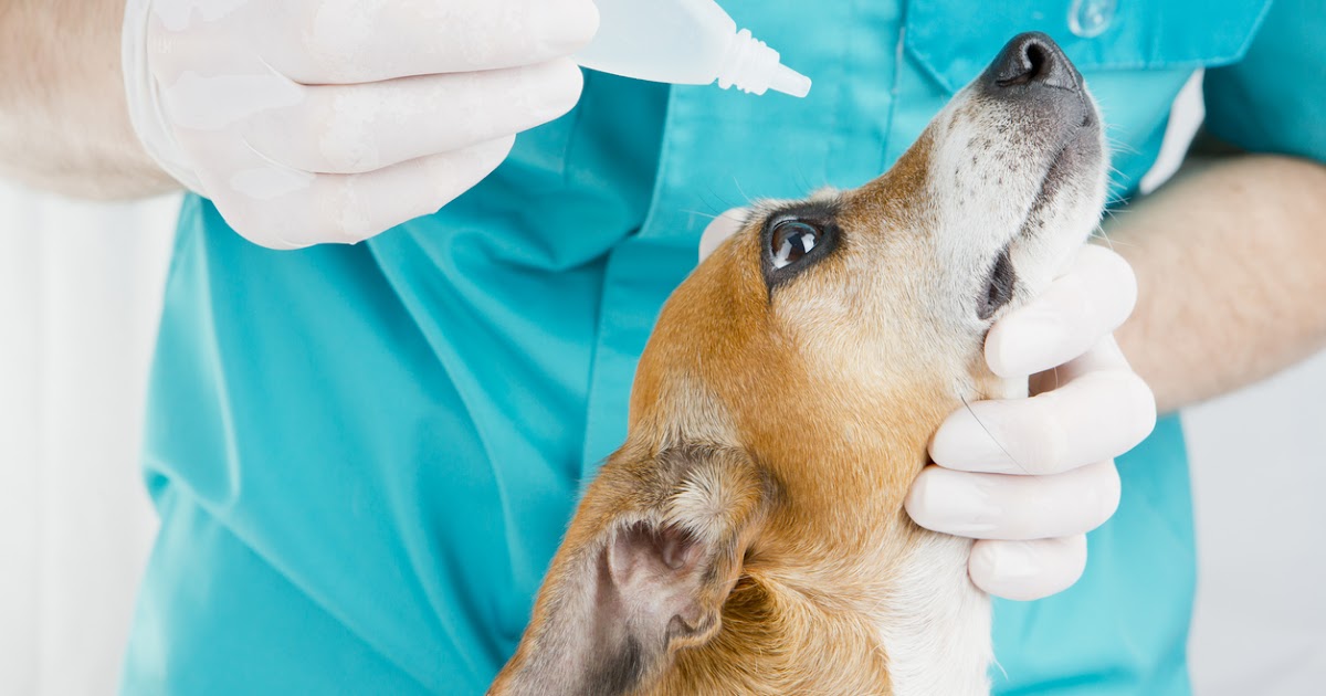 MediVet Blog for Pets Ofloxacin Ophthalmic Solution Bacterial Eye