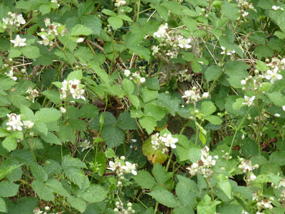 Ronces en fleur