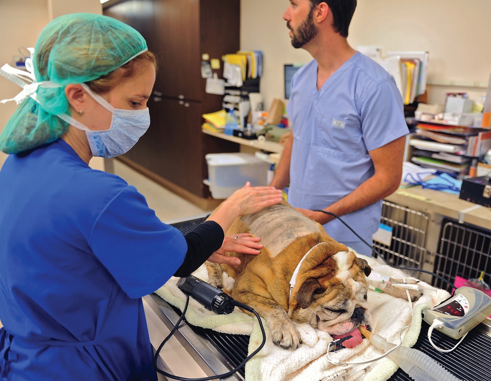 VCA Hollywood Animal Hospital Pet 911 Prepare Now Before