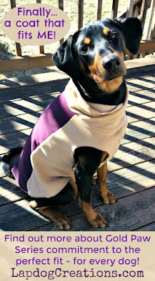 rescued doberman mix dog with jacket
