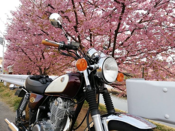 河津桜が満開 バイクと映えますな Stock Hunterの御機嫌伺