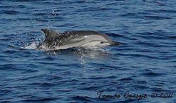 Delfines a la puerta de casa