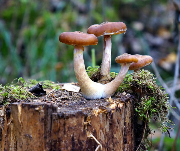 Fungi ecology and habitat