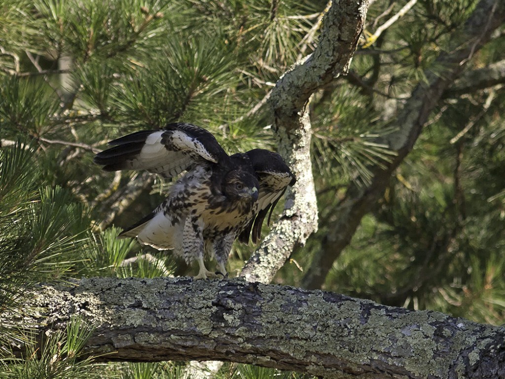 Pictures Blog Juvenile Red Tail Hawk pictures-blog-juvenile-red-tail-hawk