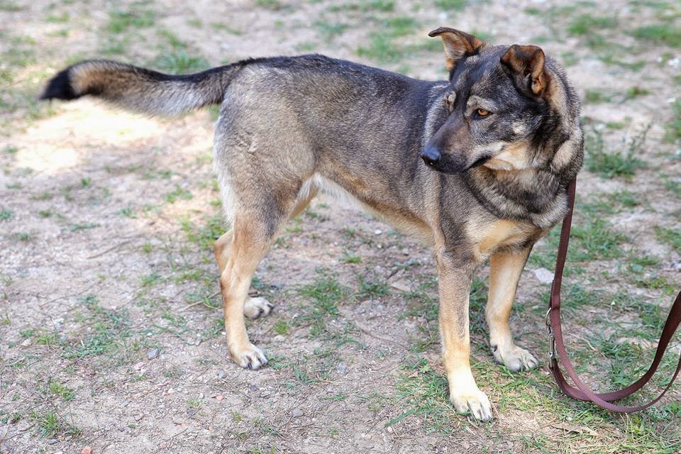 gestromte_hunde — Mein Leben mit Hund