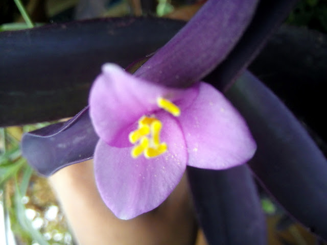 Amor de hombre (Tradescantia pallida (Rose) D.R.Hunt).