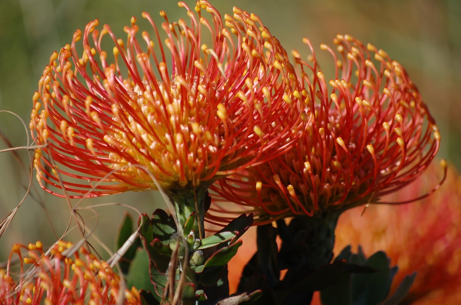 A Passion for Flowers: In the Field: Leucospermum Flame Giant