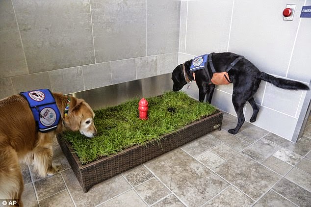 ¡Genial! Crean un baño para animales al interior del Aeropuerto de