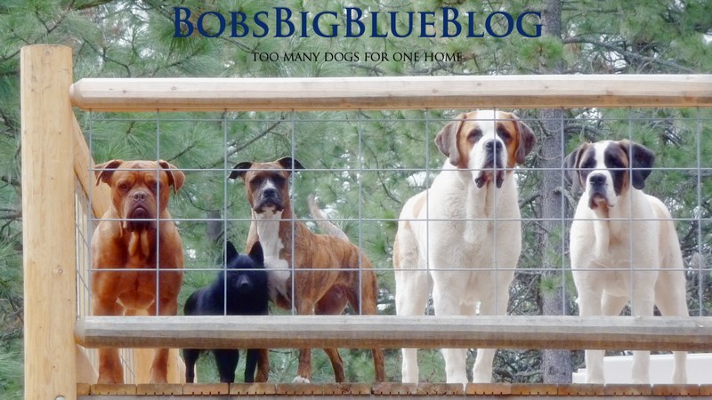Bob's Big Blue Blog