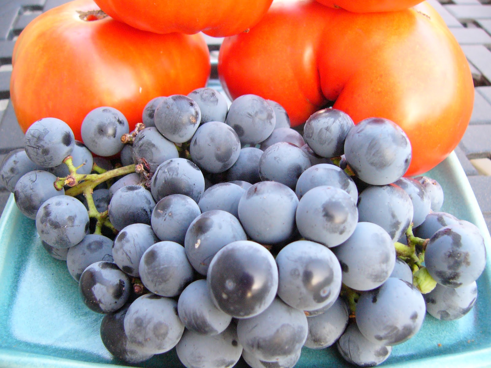 Tebasiles Kitchen Wild Grape Sourdough Starter