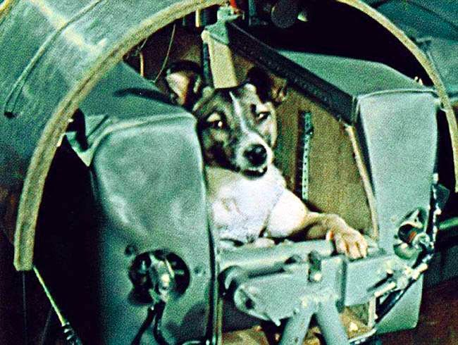 Про лайку - первую собаку-космонавта, Первое животное в космосе