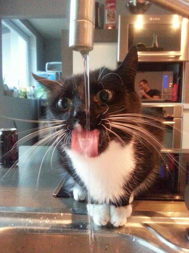 Funny cats - part 92 (40 pics + 10 gifs), cat drinks from faucet