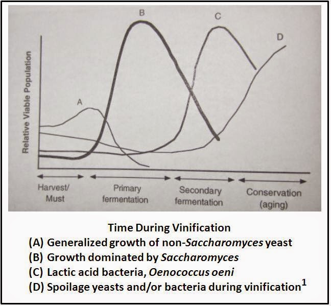 EnoViti The Rise and Fall of Yeast and Bacteria During