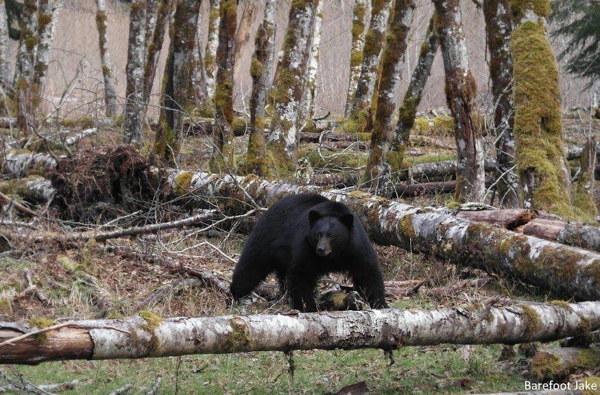 Black Bear
