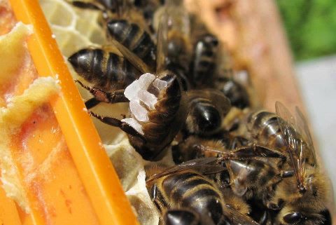 Producción de cera y panales de abejas - Ocio educativo en la