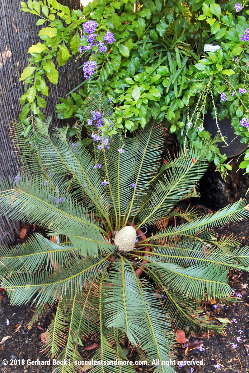 Flores Y Paisajes De Asturias Berberis Vulgaris