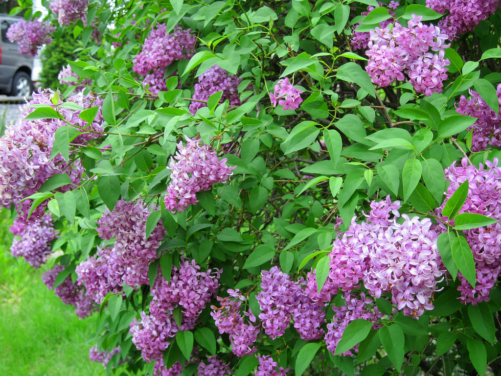 HOW TO USE PERSIAN LILAC TO EXPEL WORMS