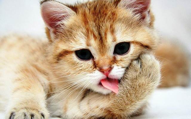 Kucing dan Kedudukanya yang Istimewa Menurut Islam Kucing dan Kedudukanya yang Istimewa Menurut Islam