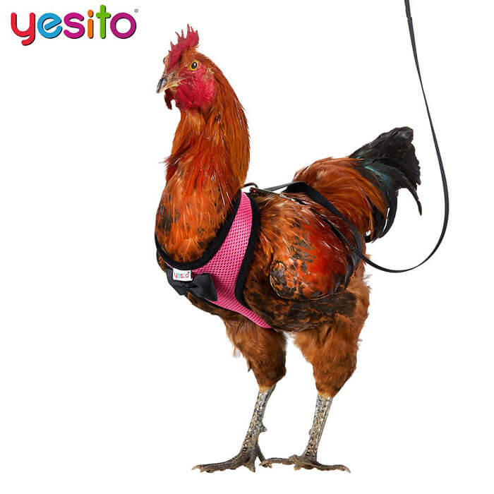 These Amazon Chicken Harnesses Will Help Your Chicken Cross The Road Safely