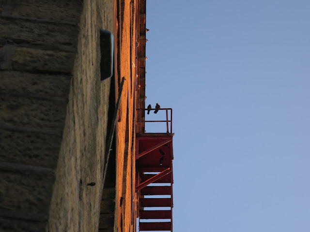 Pigeons on fire escape of derelict mill.