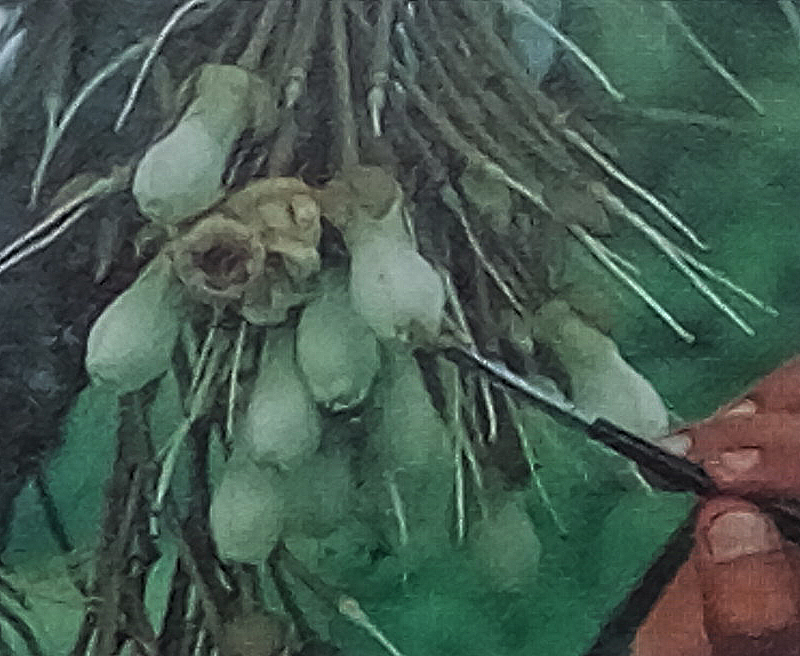 Durian Info Pollination of Durian Flowers