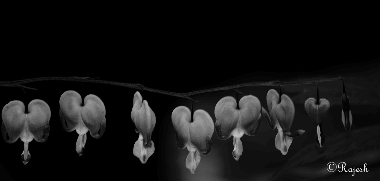 bleeding hearts bleeding hearts