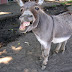 What a h.....y donkey...lol please watch closely...hahah (Video)