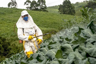 Fiori più efficaci dei pesticidi nei campi