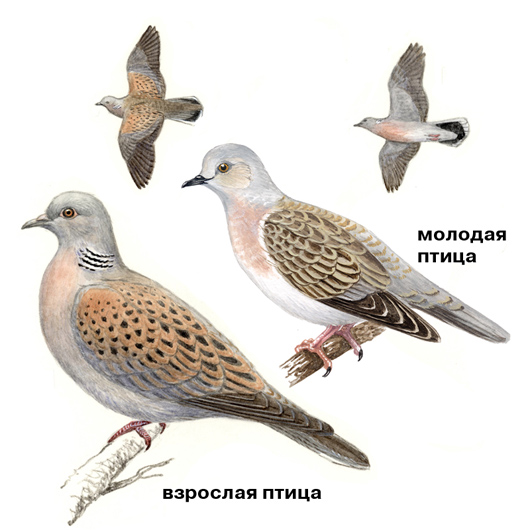 obyknovennaya-gorlica-guide-%2528onbird.ru%2529.jpg