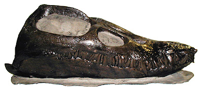 Elasmosaurus skull