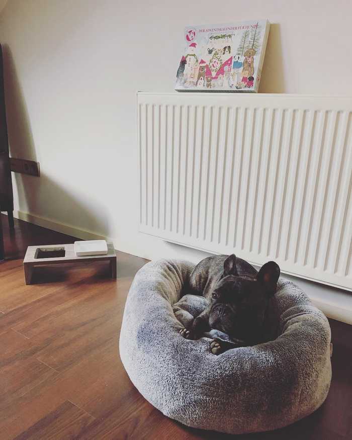 How To Keep Your Dog Clean Without Bathing Him