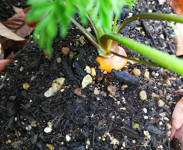 I grow carrot from the seed. 種から育てている人参。 