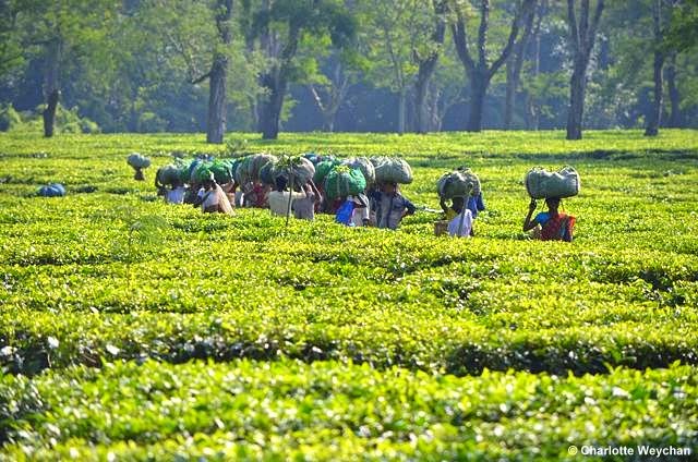 The Galloping Gardener: Thoughtful Thursday - Tea plantations in Assam
