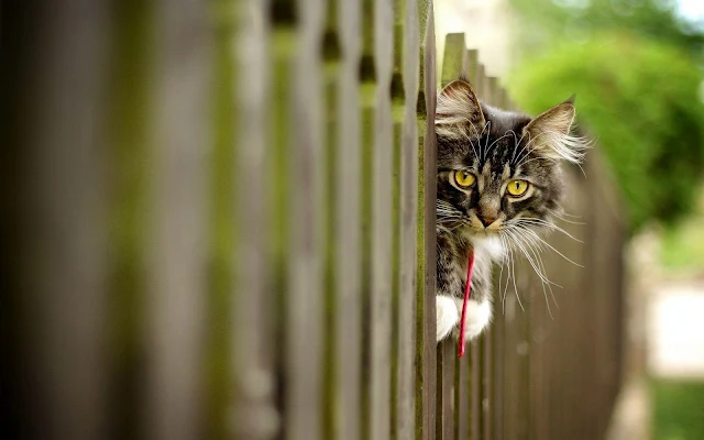 Foto van een kat op een hek