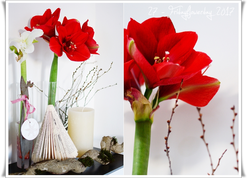 Amaryllis an Weihnachten und für den Fridayflowerday