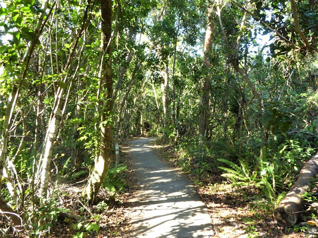 gumbo limbo trail royal palm visitor center